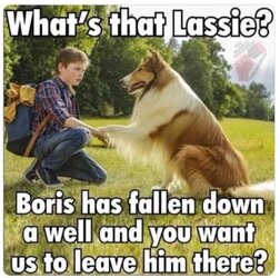 lassie.jpg