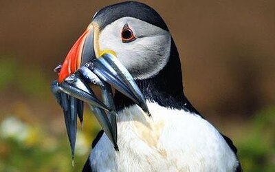 puffin_1604427c.jpg
